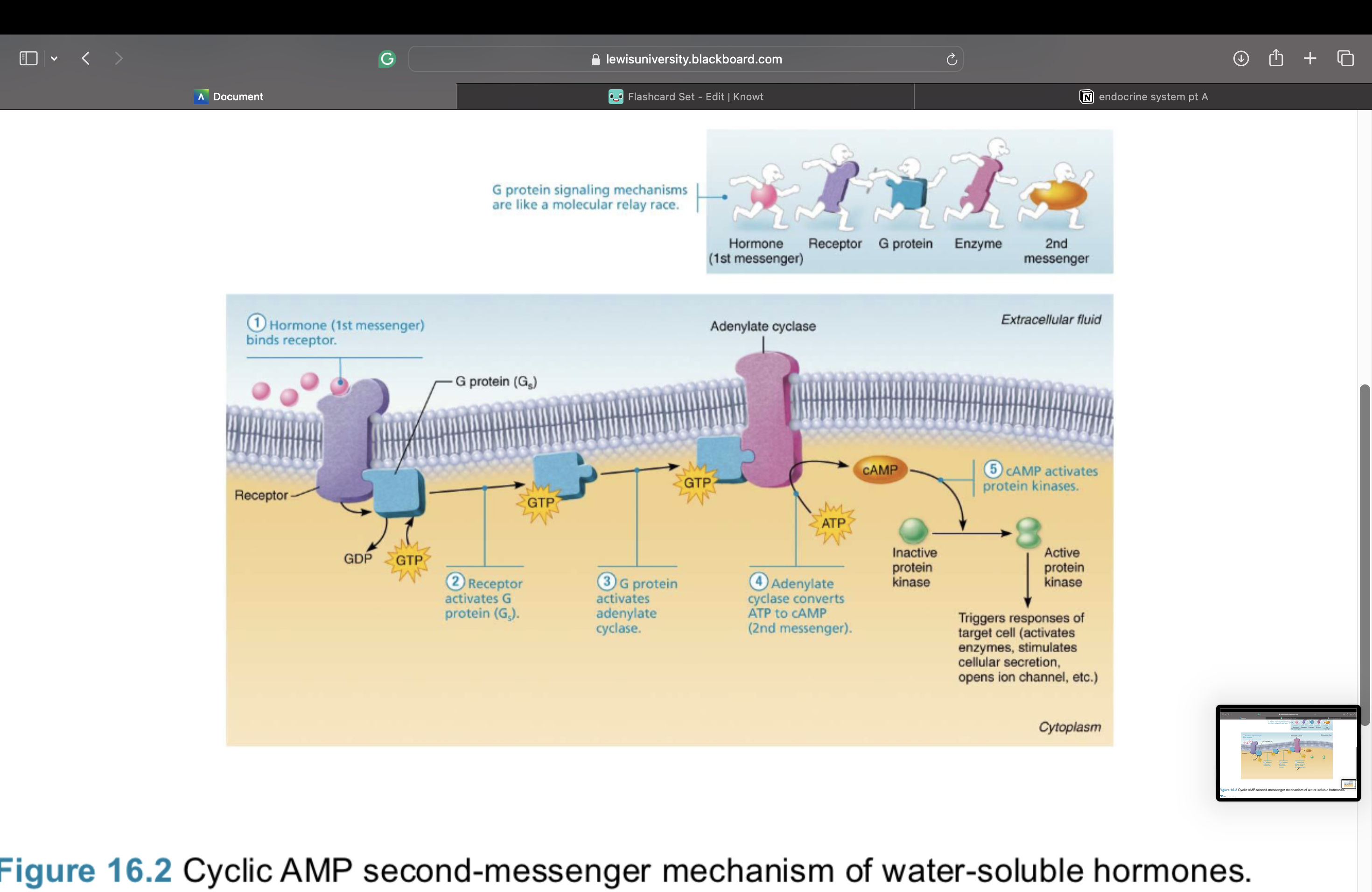 <p><span>this triggers a cell response</span></p>