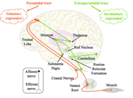 <ul><li><p><span><strong>Exprapyramidal, cerebellar, reticular motor systems in interaction with the primary motor cortex and pyramidal systems</strong></span></p></li><li><p style="text-align: justify;"><span>The <u>speech initiation started the process</u> <strong>but that process needs to be smooth and on target</strong> which is the use of this system</span></p></li><li><p style="text-align: justify;"><span>Mediates, transmits, modulates, coordinates, facilitates and inhibits neural impulses to allow <strong>for controlled, smooth, on-target, sequential muscular movements</strong></span></p></li><li><p style="text-align: justify;"><span>Patrol the movement</span></p></li><li><p style="text-align: justify;"><span><strong>Makes the flow of speech smoother</strong></span></p></li><li><p style="text-align: justify;"><span>In summary:</span></p><ul><li><p style="text-align: justify;"><span>We know what to say because the brain processes it → Broca’s area tell what we need to do → Primary motor cortex receive information → Connection with brain stem → Impulses will go down to brain stem → corticobulbar → descending pathway → CN 5, 7, 8, 12&nbsp;&nbsp;</span></p></li><li><p style="text-align: justify;"><span>Initiation happens when the primary cortex and corticobulbar sends the information down the pathways to the CNs</span></p></li><li><p style="text-align: justify;"><span>Because this is an on/off process, the extrapyramidal targets coordinated movements</span></p></li><li><p style="text-align: justify;"><span><strong>Basal ganglia problems manifest as tremors</strong></span></p></li><li><p style="text-align: justify;"><span><strong>Cerebellar problems manifest as ataxic dysarthria</strong></span></p></li></ul></li></ul><p></p>
