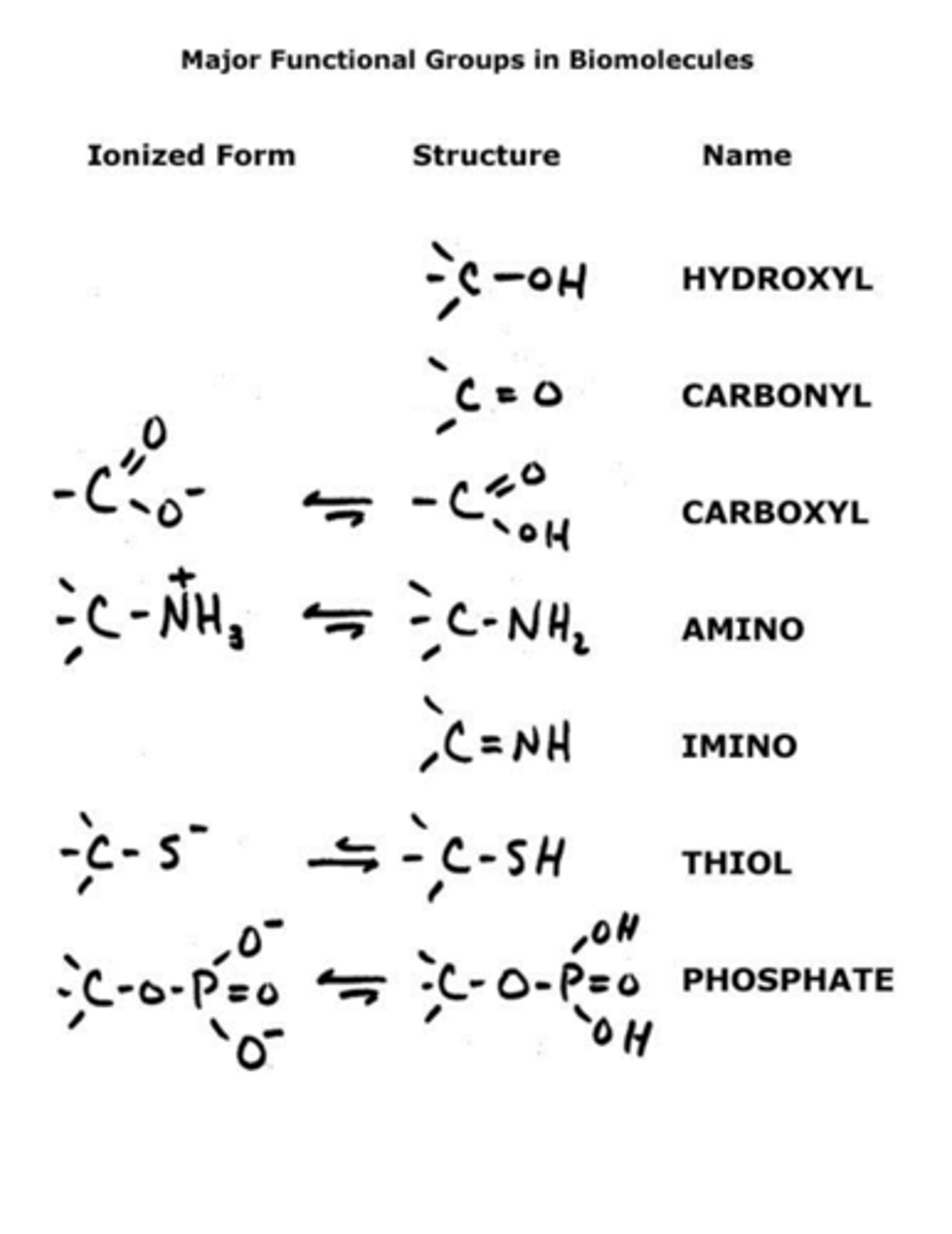 <p>hydroxyl</p><p>carbonyl</p><p>carboxyl</p><p>amino</p><p>imino</p><p>thiol</p><p>phosphate</p><p>thioether</p>