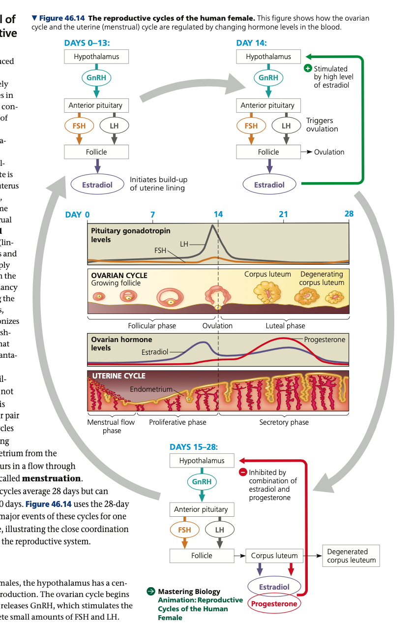 **Ovarian cycle**


2. **Ovulation (Day 14)**

* In response to FSH and the peak in LH level, the follicle and adjacent wall of the ovary rupture, releasing the _____ oocyte
* Women may feel a pain in the lower abdomen

\

3. **Luteal phase (Day 15-28)**

* LH stimulates the remaining follicular tissue to form the _____ luteum, a glandular structure
  * Secretes ______ and estradiol, which in combination exert negative feedback on the hypothalamus and pituitary.
* If pregnancy does not occur, the low ______ concentration cause the corpus luteum to disintegrate, triggering a sharp decline in estradiol and progesterone concentration
  * liberates the hypothalamus and pituitary from negative feedback