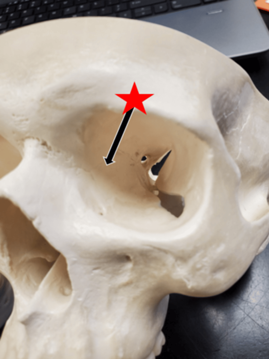 <p>Name the starred region in the image.</p>