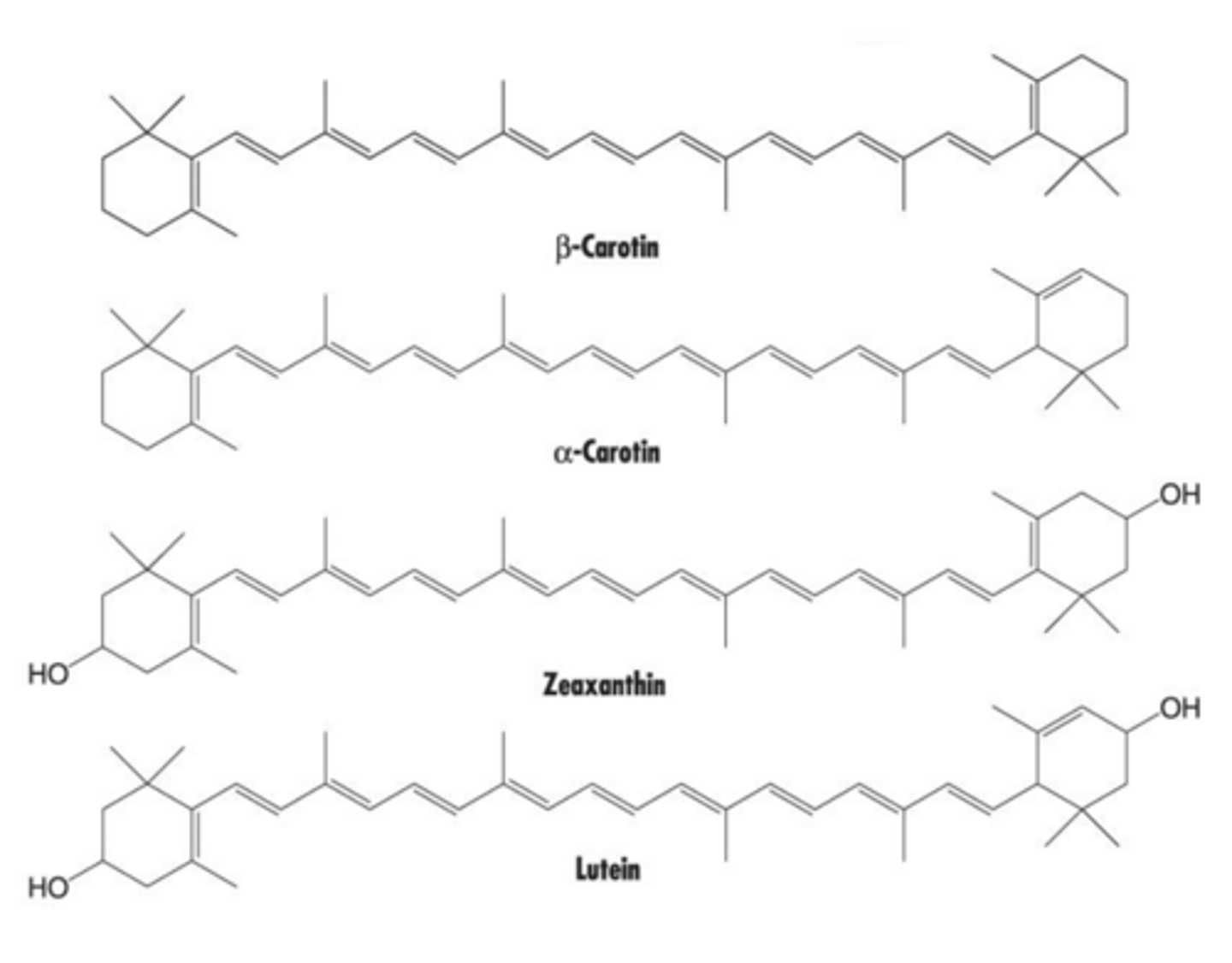 <p>1) Antioxidant</p><p>2) Cell growth & differentiation</p>
