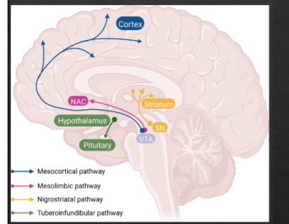 <p>Hart et al 2014 used a fast scan cylic voltammetry to measure dopamine concentration in real time, fMRI signal suggest that input to signal from dopamine neurons is the result of NAcc response, conection through dendrites makes it os AP is proportion to RPE signal generated by dopamine neurons in VTA but NAcc is not source of RPE. VTA spikes lead to dopamine changes in downstream targets.&nbsp;</p>