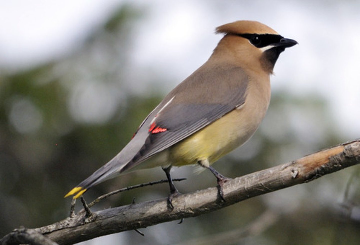 <p>end of waxwing feathers</p>