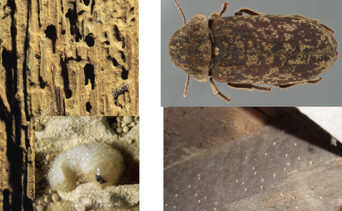 <p>Anobiid. Eggs are visible to the eye, sticky. Larvae are 11mm long, 2-5yr stage. Adults thorax covers head. Prefer mostly oak, only after fungal decay exists (problem in old buildings). Exit holes are larger than ballpoint pen tip. Talc-like frass (not gritty). Tap-tapa during mating.</p>