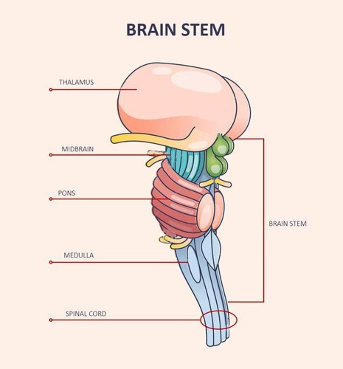 <p>It connects the brain to the spinal cord and controls vital functions like breathing and heartbeat.</p>