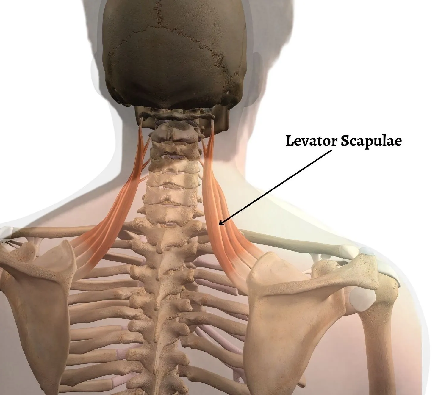 <p>What muscle connects the upper scapula to the cervical vertebrae and skull?</p>