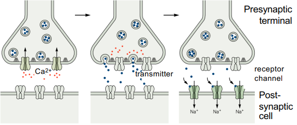 <p>What are key characteristics of chemical synapses?</p>