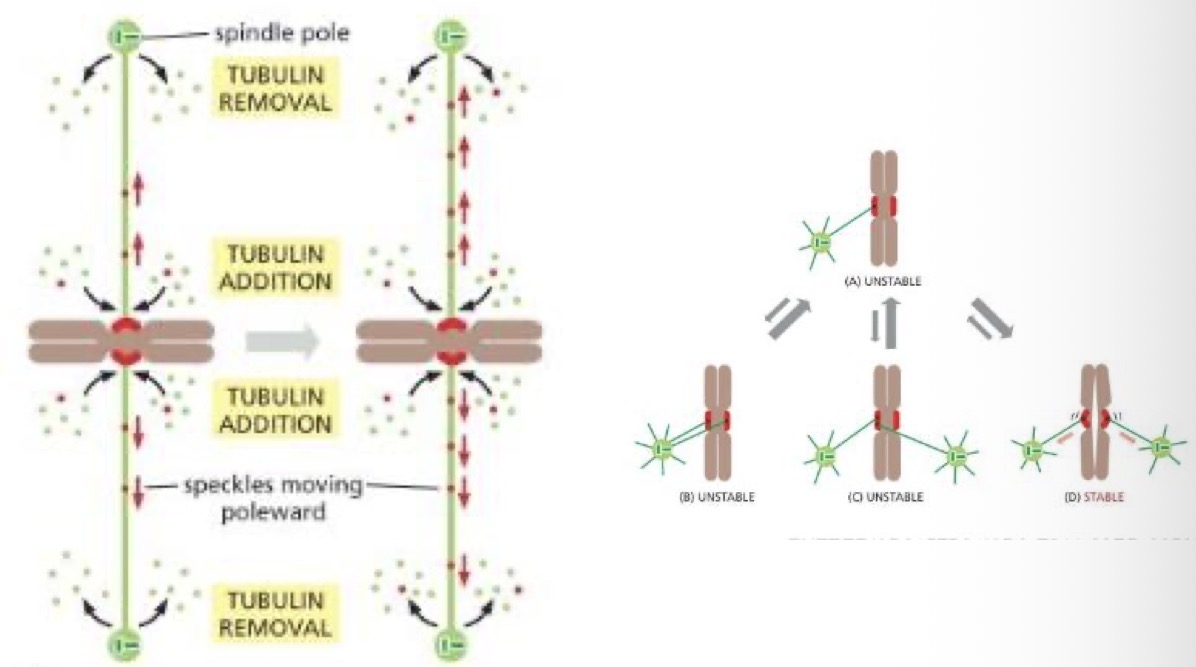 <ul><li><p>each chromosome is attached to the spindle</p></li><li><p>Chromosomes pulled simultaneously toward each pole, leading to a jerky motoring</p></li></ul><p></p>