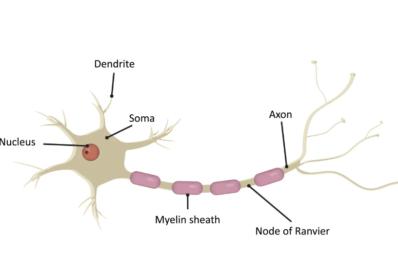 <p>Motor Neurons</p>