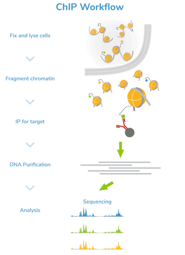 <ul><li><p>Crosslink histones and DNA (meaning bind histones with DNA).</p></li><li><p>Fragment chromatin into small pieces.</p></li><li><p>Select a marker and use the corresponding antibody.</p></li><li><p>Use Immunoprecipitation (IP) to isolate the fragment of interest.</p></li><li><p>Purify the DNA. (Get rid of the proteins)</p></li><li><p>Sequence the DNA.</p></li></ul><p></p>