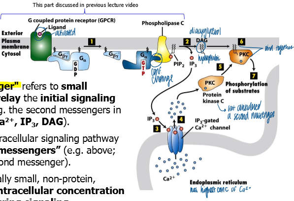 <p>small intracellular signaling molecules that relay the initial signaling response inside the cell (ex - second messengers include Ca2+, IP3, DAG) </p><ul><li><p>does not include all components (does not include PKC) </p></li><li><p>usually small, non-protein diffusable molecules who intracellular conc can be changed rapidly during signaling </p></li></ul><p></p>