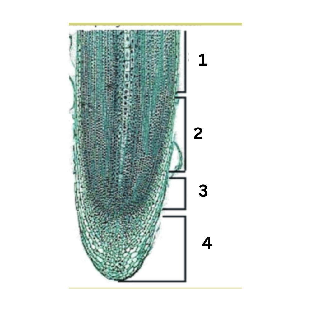 <p>What structure is this?</p>