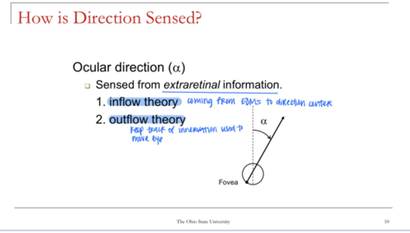 <p>Ocular direction is sensed from ______ information</p>
