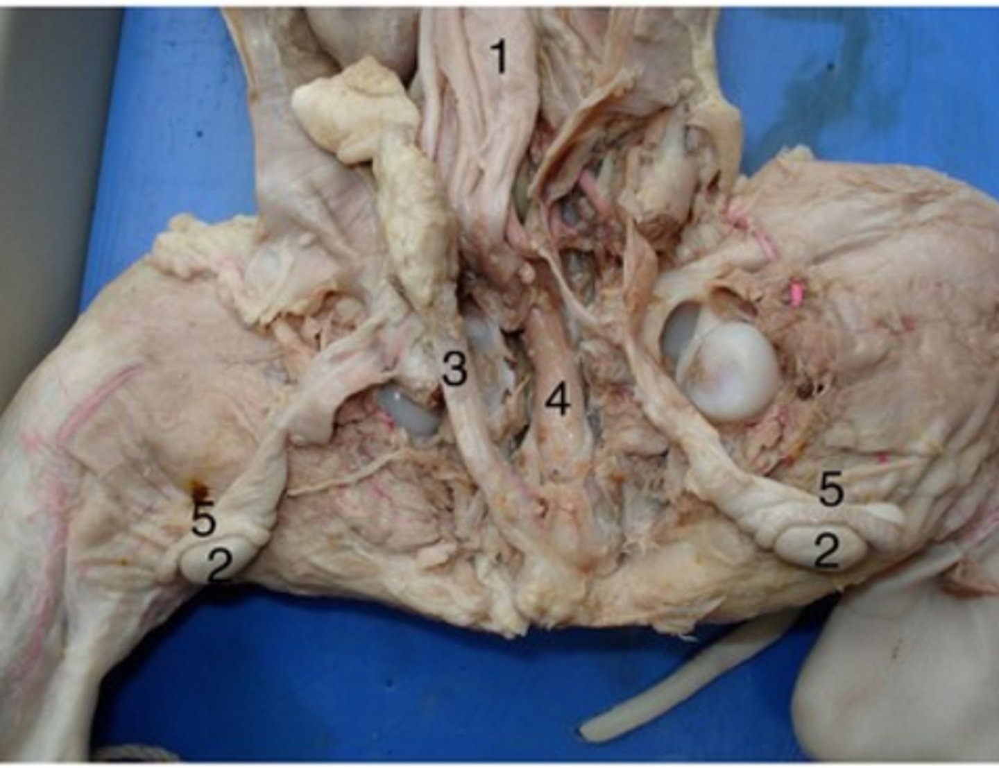 <p>#4</p><p>Drains urine from bladder &amp; conveys it out of body- internal urethral sphincter (smooth muscle at bladder-urethra junction) is involuntary &amp; keeps urethra closed when urine is not being passed &amp; prevents leaking between voiding</p>