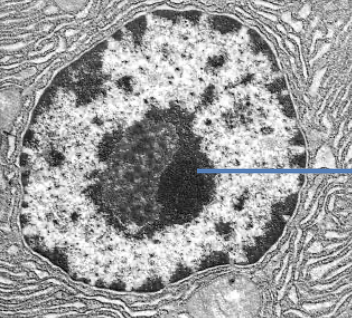 <p>dark patch in nucleus which produces rRNA and assembles ribosomes</p>