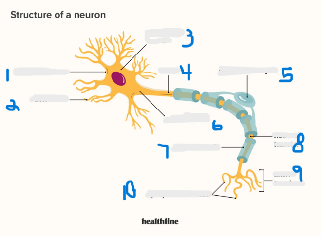 <p>label the neuron </p>