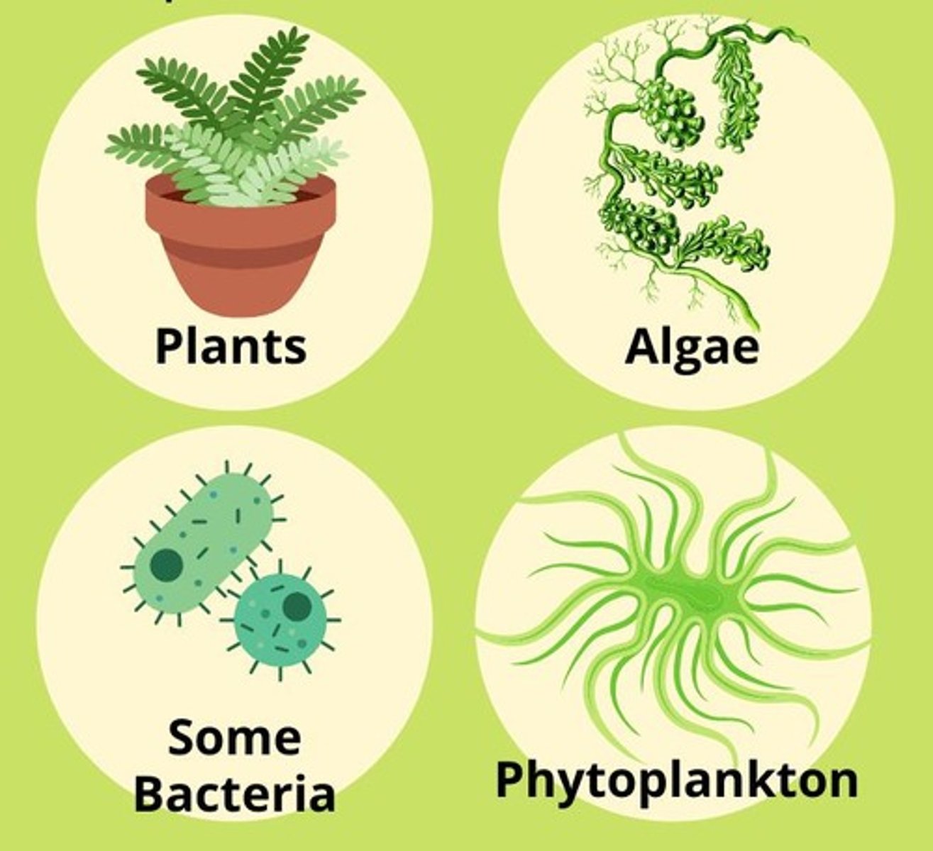 <p>Land plants and algae that use light energy to produce organic nutrients.</p>