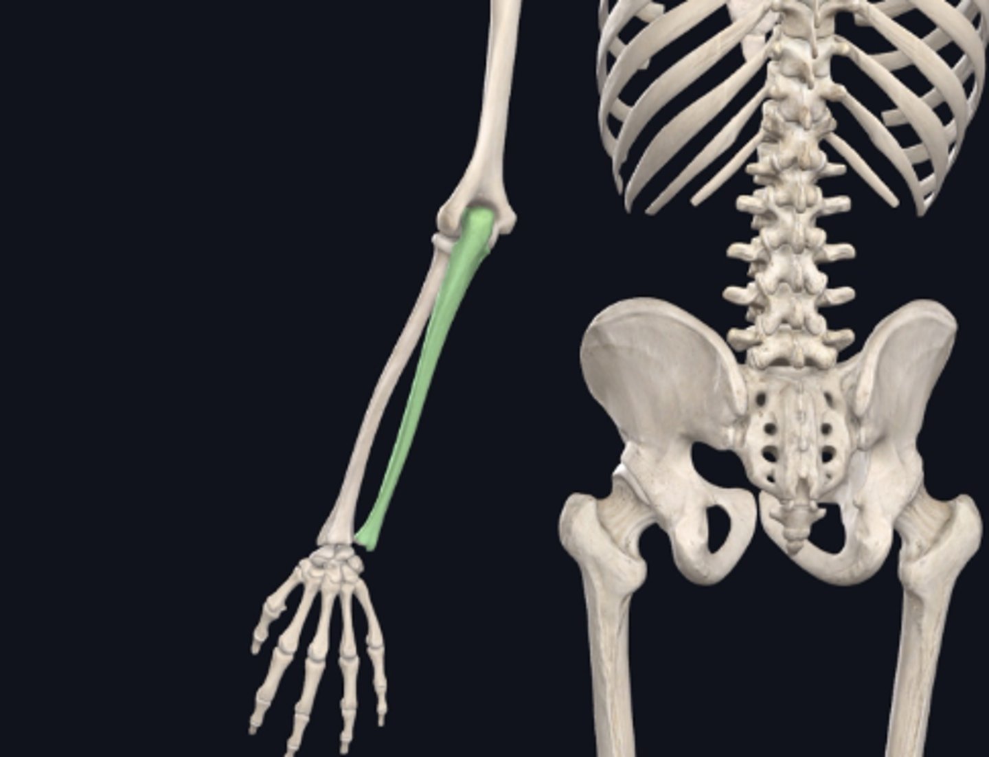 <p>Name the bone indicated in green in the following image:</p>