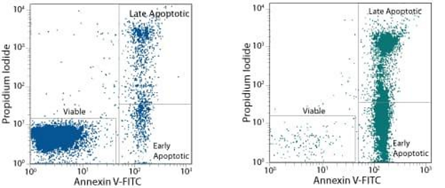 <p>cells suspended in fluid/ solution → laser passed through cells → scattered light and fluorescence are detected → indicates cell parameters</p><p>Helps <strong>distinguish </strong>between <strong>early and late apoptosis</strong>, and necrotic cells.</p><ul><li><p><strong>Healthy cells:</strong> Annexin V negative, PI negative.</p></li><li><p><strong>Early apoptotic cells:</strong> Annexin V positive, PI negative (PS externalized, but membrane intact).</p></li><li><p><strong>Late apoptotic/Necrotic cells:</strong> Annexin V positive, PI positive (PS externalized, and membrane compromised). </p></li></ul><p></p>