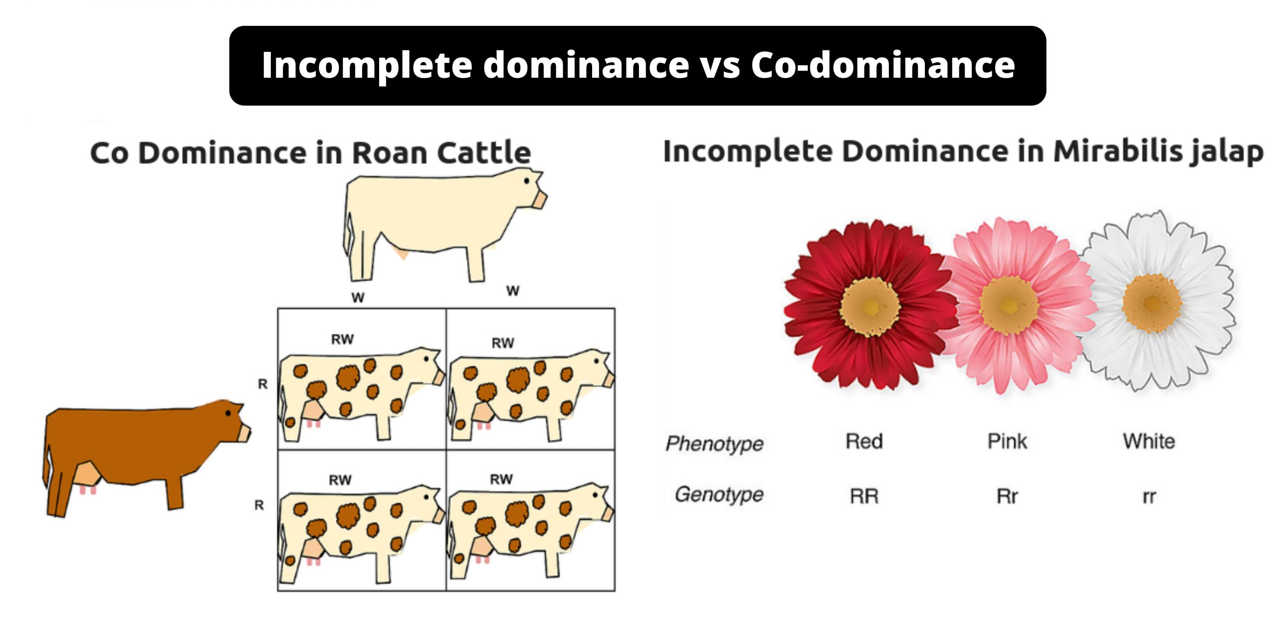 <p>Incomplete dominance is when a heterozygote shows a phenotype that is intermediate between those of the two homozygotes</p><p>ex: Rose colour gene, alleles Red (RR), White (rr), cross between the two homozygotes makes (Rr) which is pink due to incomplete dominance</p><p>Codominance is when the two alleles which produce different phenotypes are simultaneously expressed in the heterozygote </p><p>ex: codominant AB blood type makes both A and B antigens and does not make antibodies against either antigen</p>