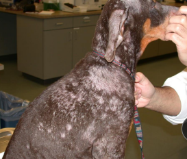 <p>Pemphigus Foliaceus (PF)</p>