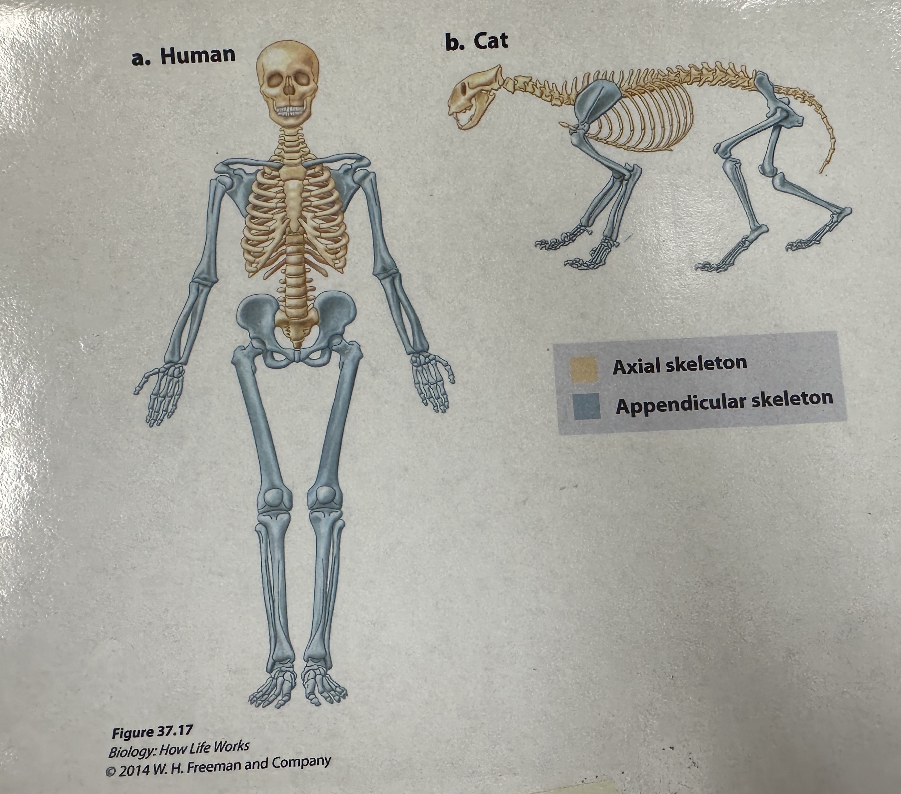 <p>Axial skeleton</p>