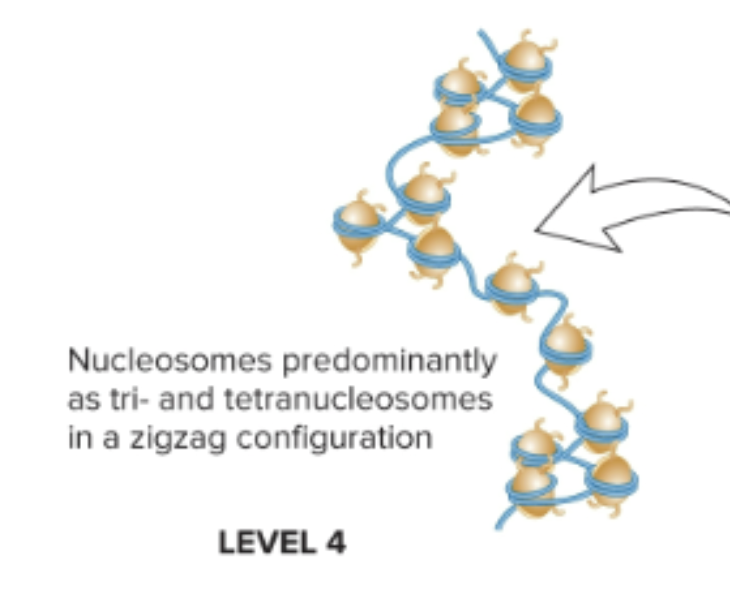 <ul><li><p>Nucleosomes predominantly as tri and tetranucleosomes in a zigzag configuration</p></li><li><p>Nucleosome composed of a double-stranded segment of DNA wrapped around an octamer of histone proteins (H2A, H2B, H3, H4, and H1 aka linker histone)</p></li></ul><p></p>
