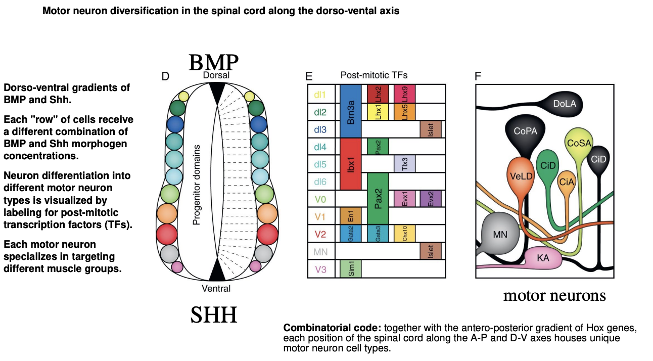 <ul><li><p>DV BMP ad Shh gradients</p></li><li><p>each row of cells receive a different combination of BMP and Shh morphogen concentraions</p></li><li><p>neuron differentiation into different morot neuron types is visualized by labeling for <strong>post-mitotic transciption factors</strong> TFs</p></li><li><p>each moto neuron specializes in targeting different muscle groups</p></li></ul><p></p>