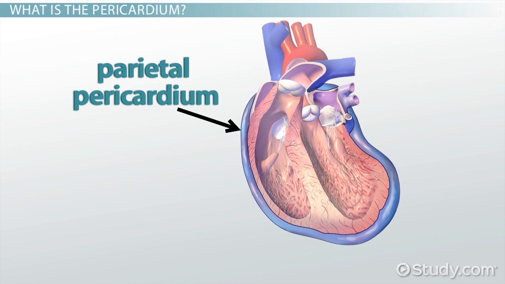 <p>Parietal Pericardium</p>