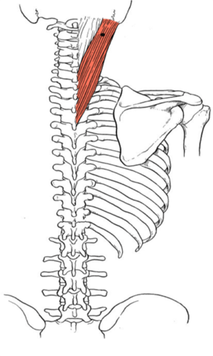 <p>- above</p><p>- keep head up</p><p>- extend neck and move R and L</p>