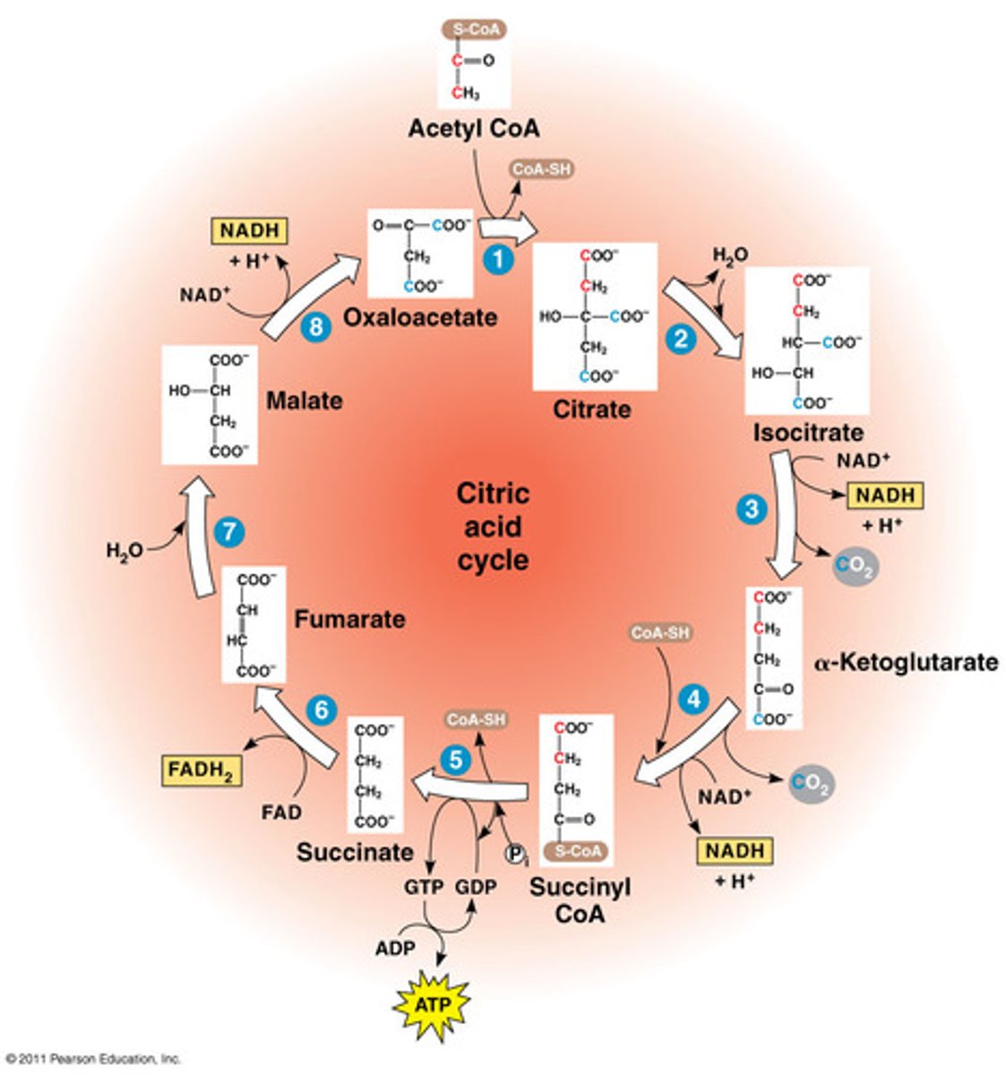 <p>the remaining carbons in pyruvate are released as CO2 (matrix)</p>