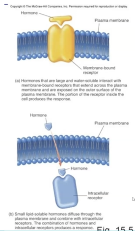 <ol><li><p>membrane-bound receptor hormones</p></li><li><p>intracellular receptor hormones</p></li></ol>