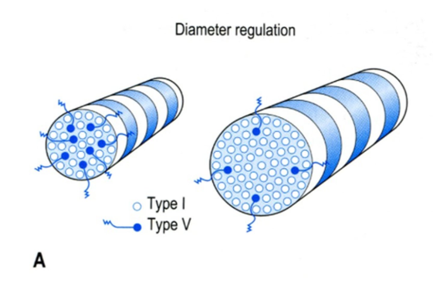 <p>V, the more V fibers, smaller the collagen I fiber </p><p>-Type V fibers are acidic at their N-termini.</p><p>-This, or possibly steric hindrance, may inhibit new type I fibers.</p>