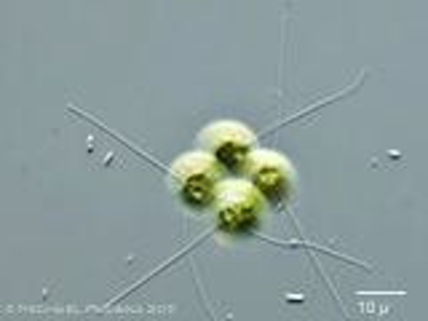 <p>A species of algae that lives in colonies.</p>