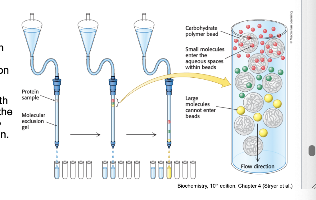 <p>separates proteins by size</p><ul><li><p>gel filtration chromatography (molecular exclusion chromatography) = separates proteins on the basis of size</p></li><li><p>a column is filled with <u>porous beads</u> and the (protein) sample is applied to the top of the column</p><ul><li><p>small molecules enter the aqueous space within beads → exit column last</p></li><li><p>large molecules CANNOT enter beads → exit column first</p></li></ul></li></ul><p></p>