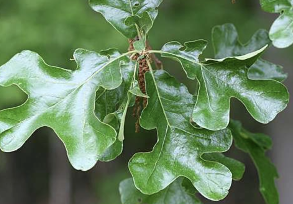 <p><em>Quercus stellata</em></p><ul><li><p>white oak related</p></li><li><p><strong>rounded lobes, but a cross-shaped leaf</strong></p></li><li><p>different bark, not as shaggy, very <strong>knotty</strong> in comparison, hence the name</p></li></ul><p></p>