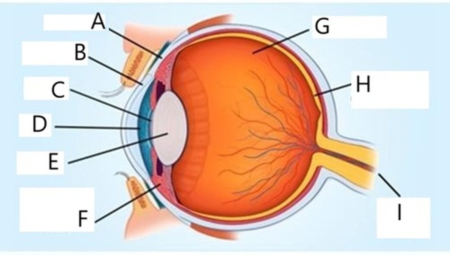 <p>Eye: Identify A, B, and C.</p>