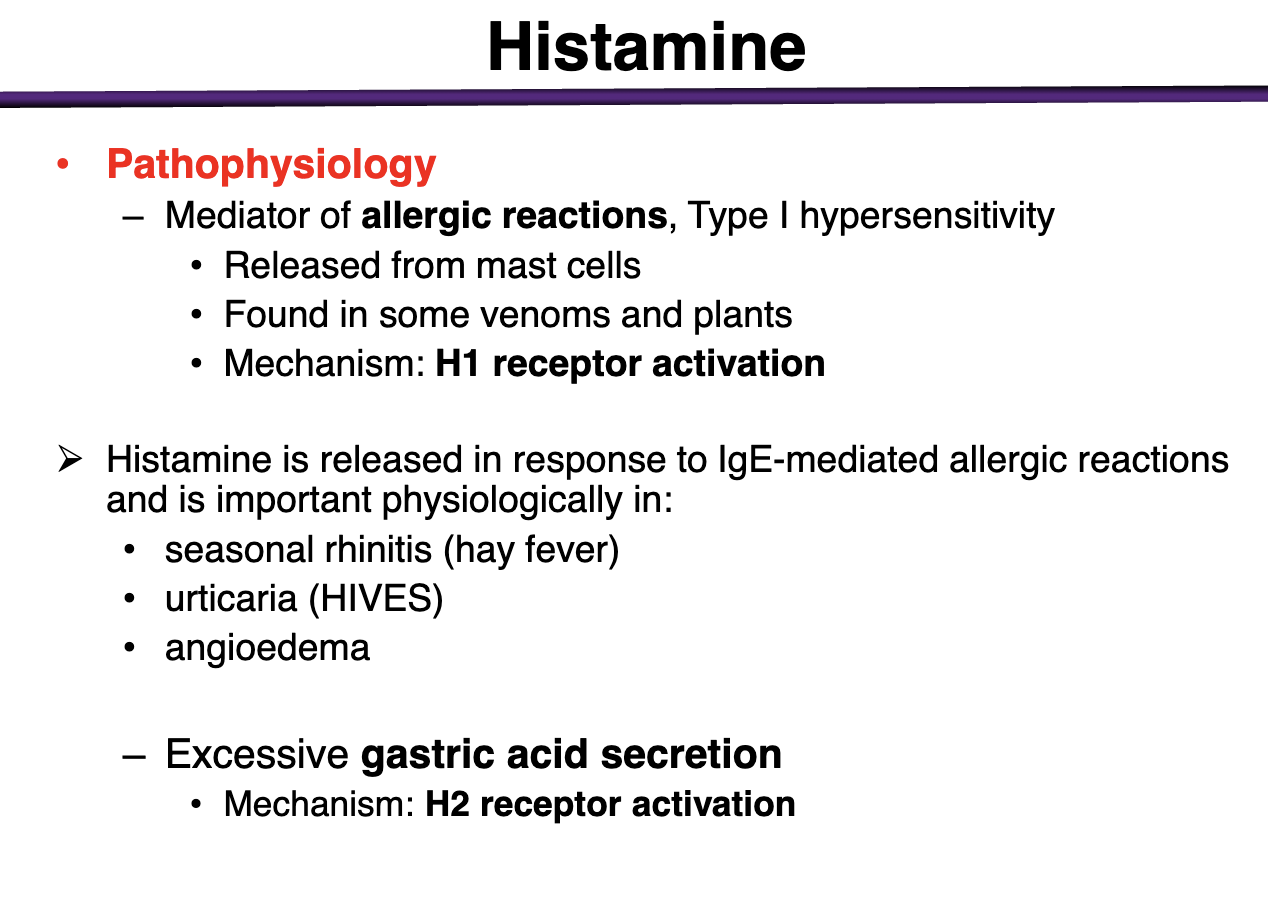 <p>Type I hypersensitivities </p><ul><li><p>Release of histamine from mast cells via H1 </p></li></ul><p></p><p>Histamine release in response to IgE mediated allergic reactions that is found in seasonal rhinitis (hay fever), urticaria (HIVES), angioedema </p><p></p><ul><li><p>excessive gastric acid secretion</p><ul><li><p>mechanism: H2 receptor activation </p></li></ul></li></ul><p></p>