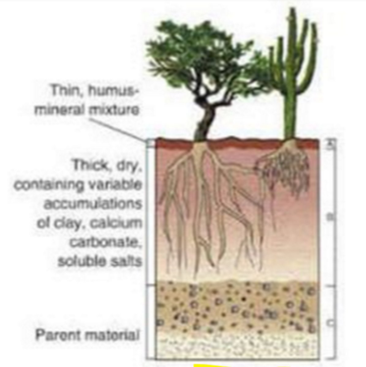 <p>biome with no O layer, a thin A layer (little topsoil), large B layer</p>