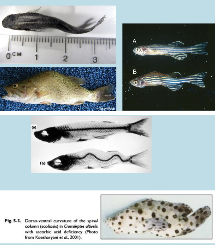 <p>especially important as fish cannot synthesize it.</p><ul><li><p>Important as an antioxidant and for cartilage formation.</p></li><li><p>If you have a vitamin C deficiency, see a condition called lordosis – a curvature of the spine in the vertical plane.  The head and tail are down and the middle of the spine is up.</p></li><li><p>Other signs of Vitamin C deficiency include lethargy and generally poor health.</p></li><li><p>Scoliosis (broken back disease) – similar to rickets, generally from a deficiency of Vitamin C, but can also be from Vitamin D or Tryptophan deficiency . Sideways curvature of spine – fish appears S-shaped if viewed from dorsal surface.</p></li></ul>