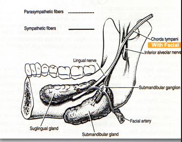 <p>chorda tympani (facial n.)</p>