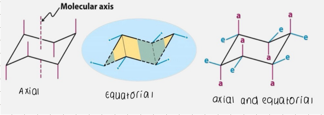 <p>In the chair form cyclohexane has 2 types of hydrogens:</p><ul><li><p>Axial - 6 H parallel to the principle molecular axis</p></li><li><p>Equatorial - 6 H perpendicular to the principle molecular axis</p></li></ul><p></p>