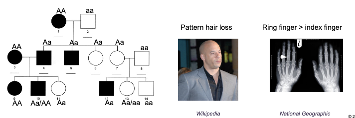 <p></p><p><span style="color: rgb(252, 252, 252);"><span>Germline mutation occur in GAMETE FORMATION, and therefore, are HERITABLE </span></span></p><p><span style="color: rgb(252, 252, 252);"><span>Example: sex-influenced trait – autosomal dominant trait<br>that is dependent on sex (males express the trait in<br>heterozygotes but females do not)</span></span></p>