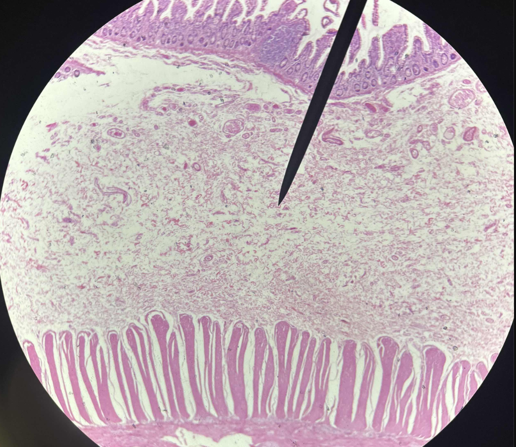 <p>What is this?</p>