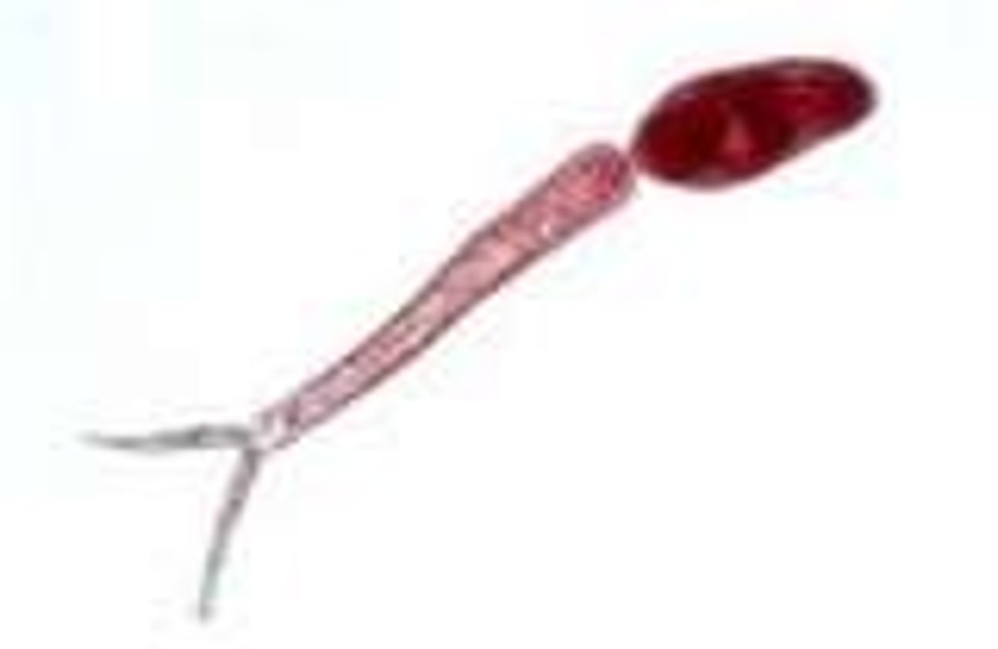 <p>Definitive host- human</p><p>Intermediate host- snail</p><p>Humans are infected when cercariae penetrate the skin</p>