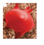 <p>During osmosis what is the cell experiencing&nbsp;</p>