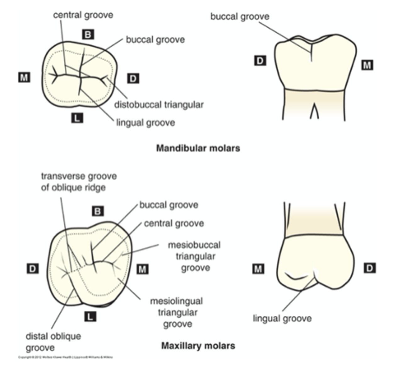 <p>Mesiodistally</p>