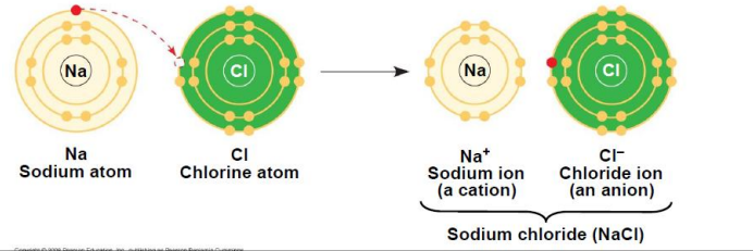 <p>an ion is an atom or molecule that has gained or lost one or more electrons, now has net electric charge</p><p><em>cations: net positive charge</em></p><p><em>anions: net negative charge</em></p><p><strong>ionic bond occurs when cation bonds to anion</strong></p>