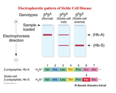 <p>Haemoglobin electrophoresis: Hb variants migrate differently due to charge differences.</p>